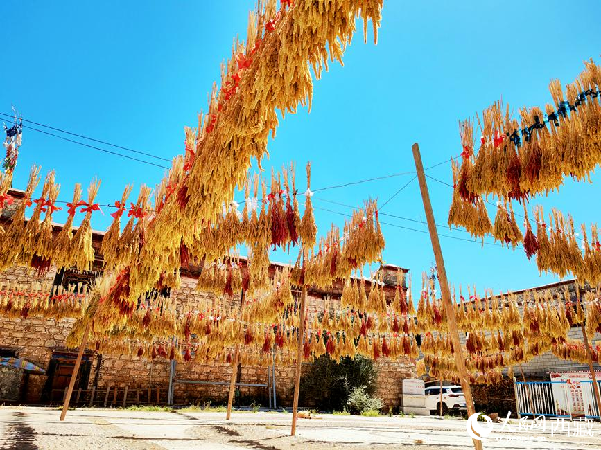 村子廣場上曬滿了糧食。 人民網(wǎng) 李海霞攝