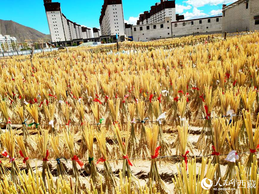 整個(gè)村莊沉浸在收獲的喜悅中。人民網(wǎng) 李海霞攝