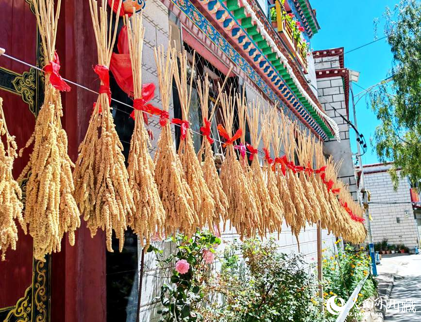 整個(gè)村莊沉浸在收獲的喜悅中。人民網(wǎng) 李海霞攝