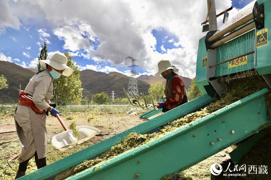 曲水茶巴拉村民正在包裝青飼玉米。人民網(wǎng)記者 次仁羅布攝