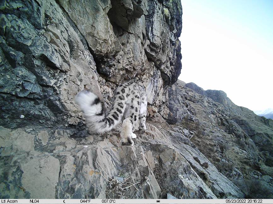 雪豹影像。山水自然保護中心供圖