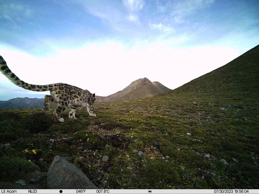 雪豹影像。山水自然保護中心供圖