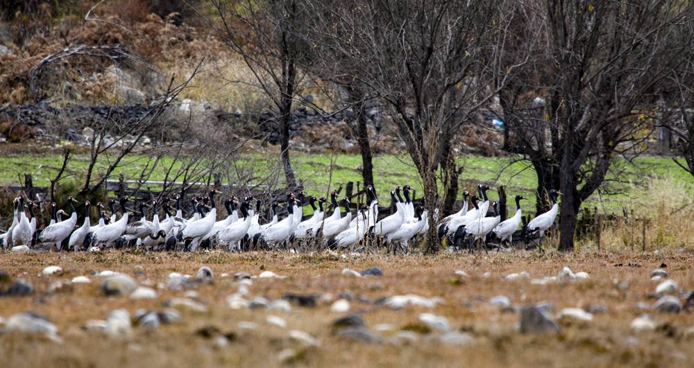 黑頸鶴在濕地上閑庭信步。索多攝