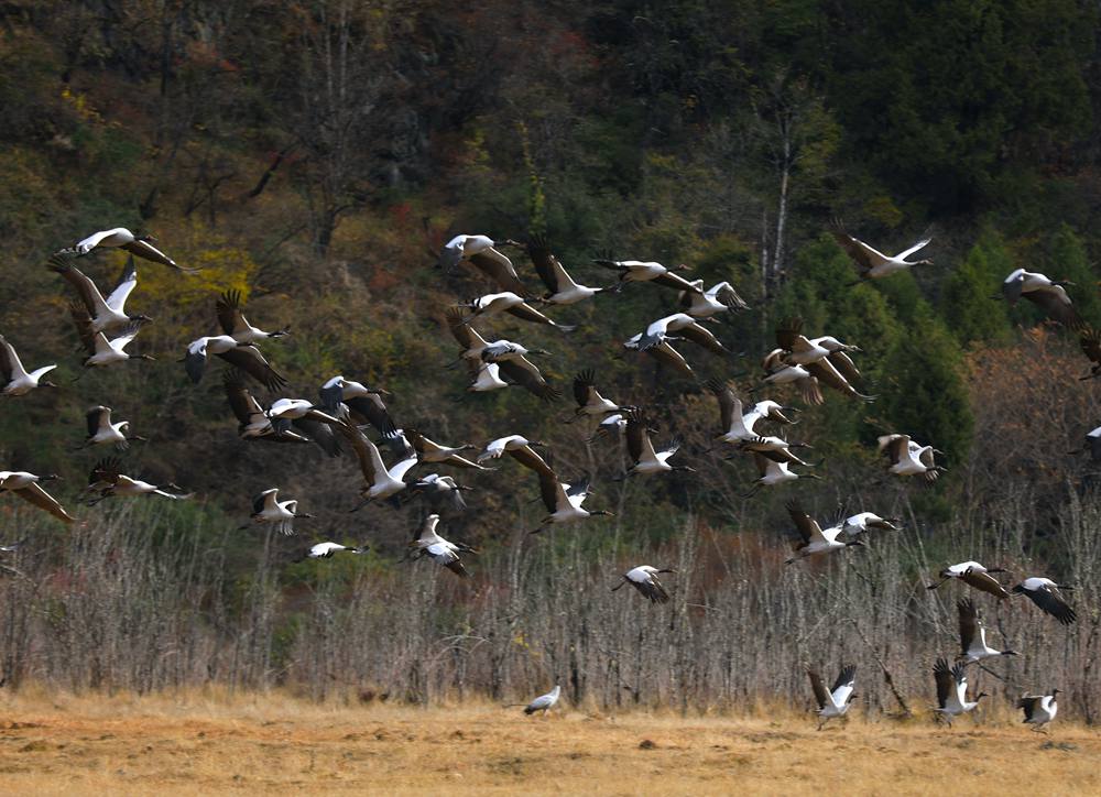 黑頸鶴蹁躚起舞美如畫。益西旦增攝