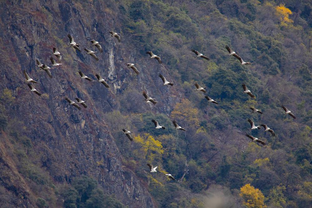 黑頸鶴蹁躚起舞美如畫。索多攝