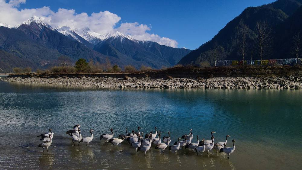 河中嬉戲的黑頸鶴。益西旦增攝