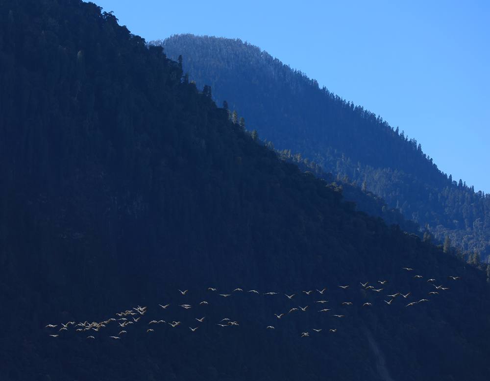 黑頸鶴在天空中自由翱翔。益西旦增攝