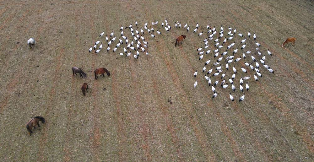 覓食中的黑頸鶴。益西旦增攝