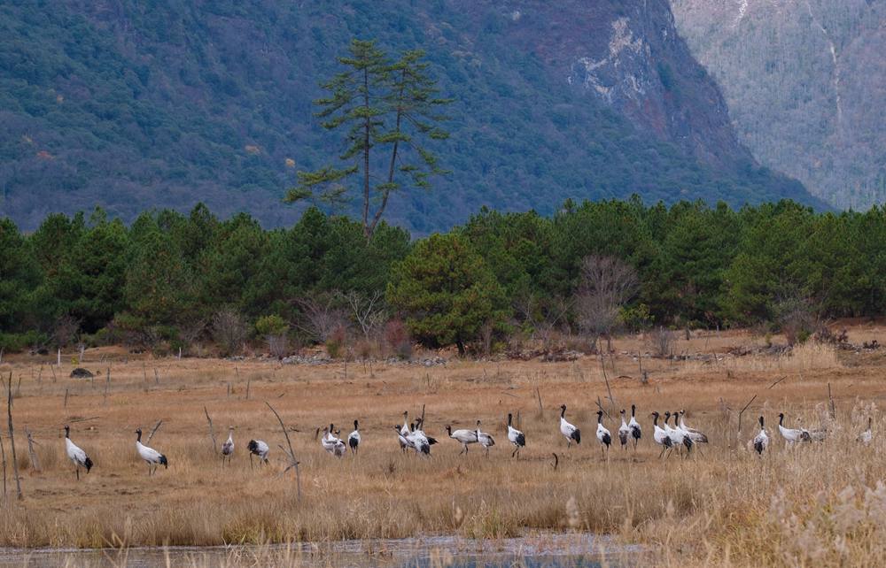 覓食中的黑頸鶴。扎頓攝
