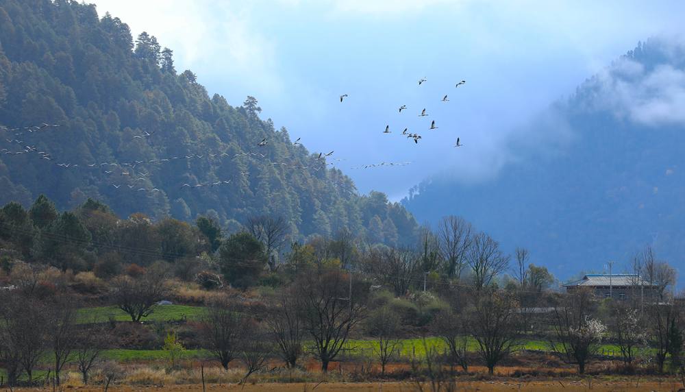 成群的黑頸鶴為冬日高原增添生機。益西旦增攝