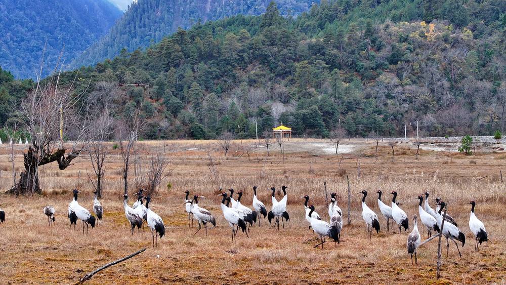 在濕地上閑庭信步的黑頸鶴。張寧攝