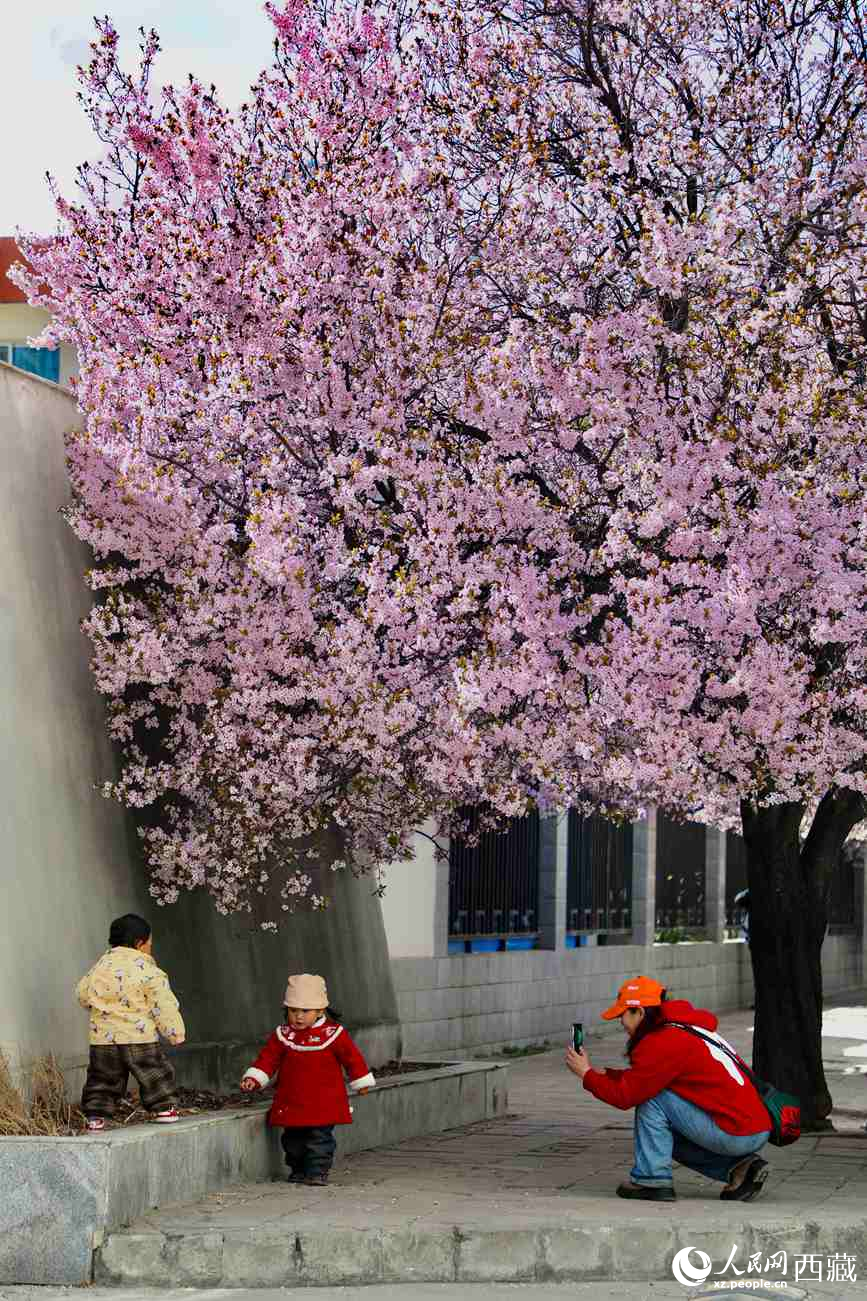 桃林下，拉薩市民游客樂享春光。人民網(wǎng)記者 次仁羅布攝