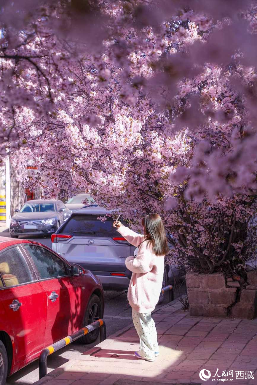 桃林下，拉薩市民游客樂享春光。人民網(wǎng)記者 次仁羅布攝
