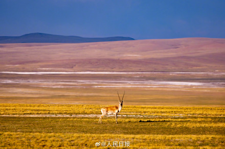 可愛壁紙上新！藏羚羊就是高原上的精靈吧