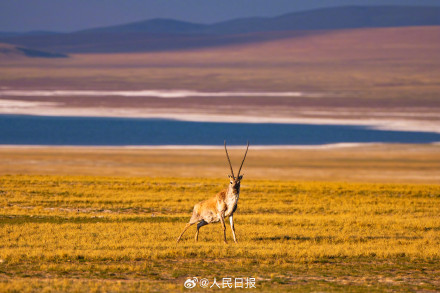 可愛壁紙上新！藏羚羊就是高原上的精靈吧