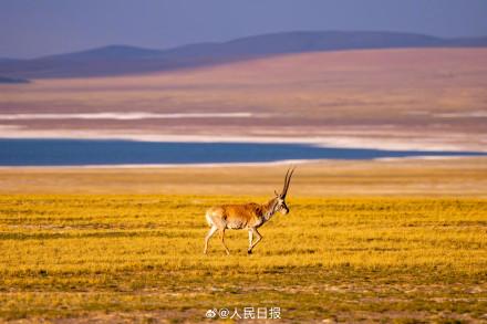 可愛壁紙上新！藏羚羊就是高原上的精靈吧