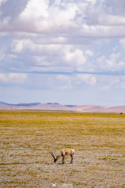 可愛壁紙上新！藏羚羊就是高原上的精靈吧