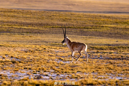 可愛壁紙上新！藏羚羊就是高原上的精靈吧