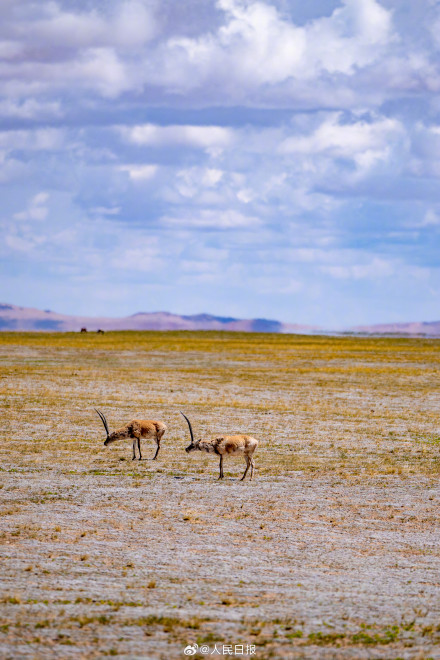 可愛壁紙上新！藏羚羊就是高原上的精靈吧