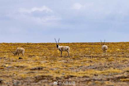可愛壁紙上新！藏羚羊就是高原上的精靈吧