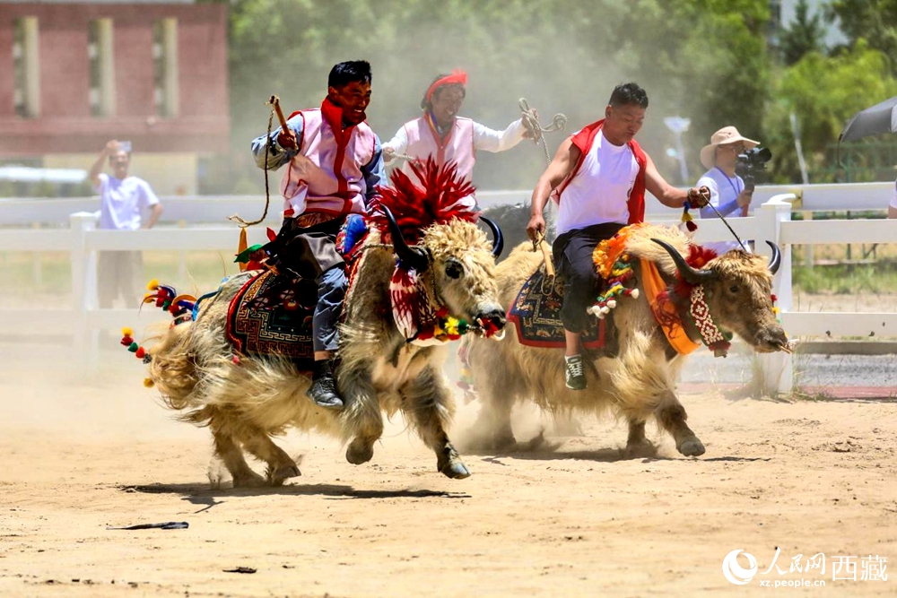 拉薩首屆農(nóng)牧民運(yùn)動(dòng)會(huì)上的賽牦牛比賽。