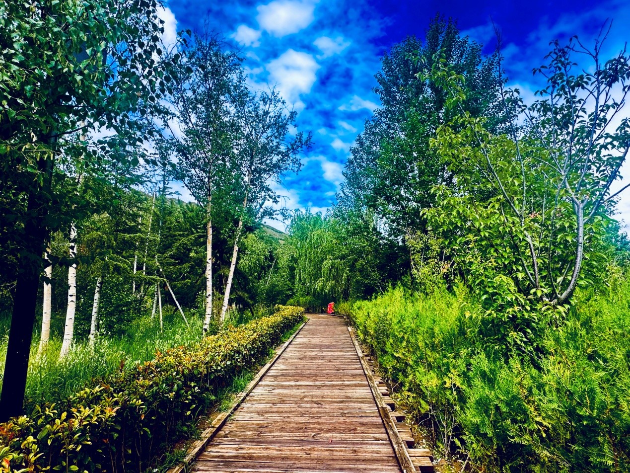 郁郁蔥蔥的南山公園。人民網(wǎng)記者 益西康珠攝