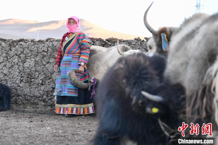 西藏安多:牧民的一天從擠牦牛奶開始