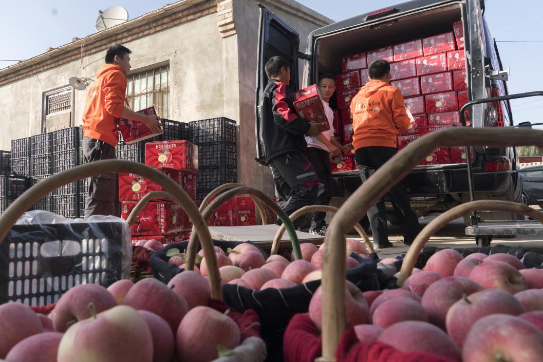 西部冰糖心蘋果，乘著商流上行。劉浩攝