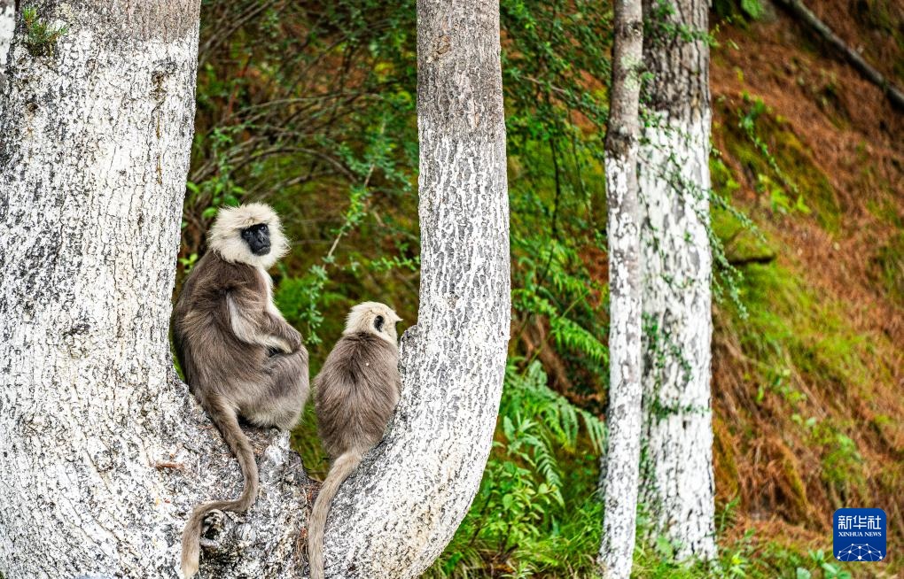 西藏亞東：長尾葉猴下山“會(huì)客”