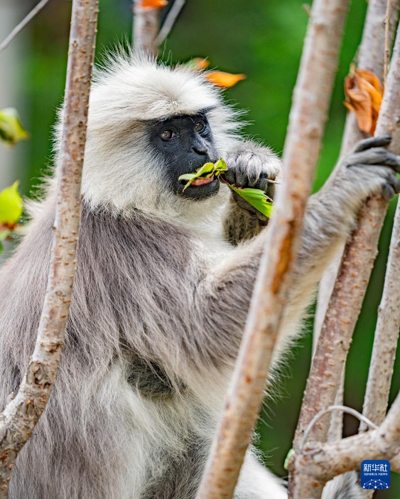 西藏亞東：長尾葉猴下山“會(huì)客”