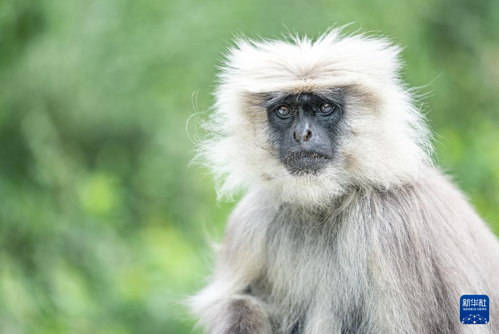 西藏亞東：長尾葉猴下山“會(huì)客”