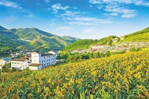 【理上網(wǎng)來o輝煌十九大】鄉(xiāng)村振興戰(zhàn)略：更綜合、全面、系統(tǒng)的發(fā)展戰(zhàn)略