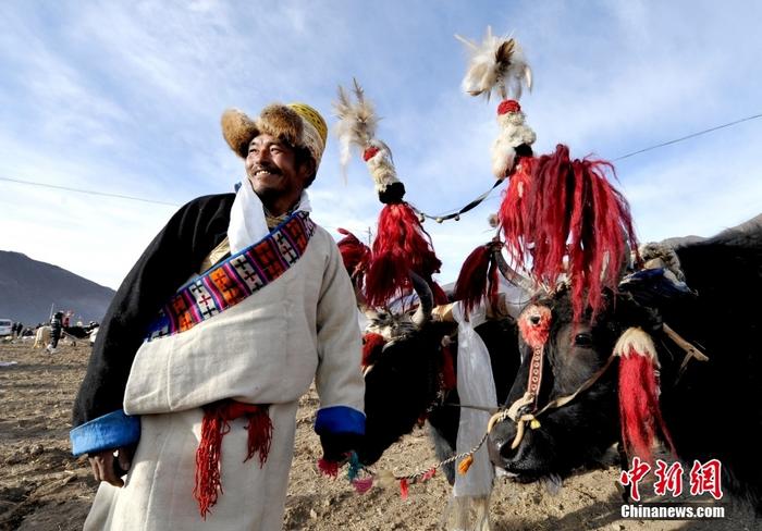 資料圖為2013年3月16日，拉薩市堆龍德慶區(qū)德慶村的農(nóng)民牽著牦牛參加春耕儀式，按照傳統(tǒng)方式由牦牛開第一犁。 <a target='_blank' href='/'><p  align=