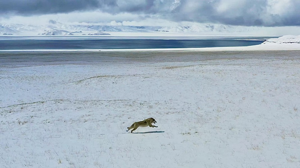 雪地里疾馳的阿里“狼”。
