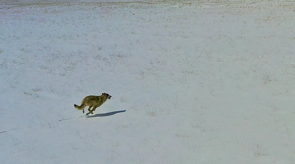 雪地里疾馳的阿里“狼”。