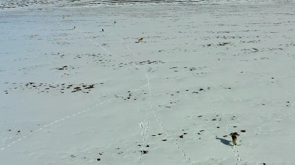 天地一色，狼群在雪地里不斷地向前奔跑。